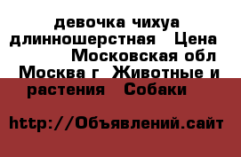 девочка чихуа длинношерстная › Цена ­ 25 000 - Московская обл., Москва г. Животные и растения » Собаки   